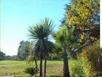 Cordyline et massif fleuri, exemple de realisation d'amenagement de jardin par Bontemps Jardin a Montpellier